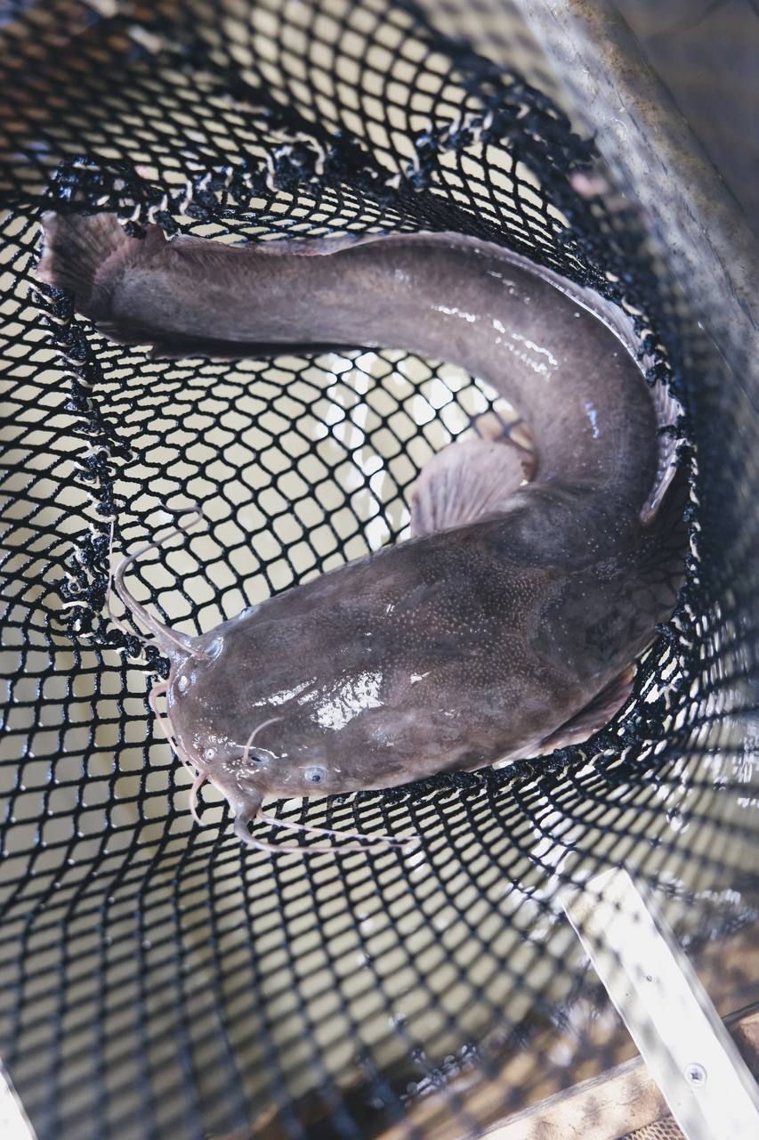 Рыбный деликатес челябинского производства 2 Рыбный деликатес челябинского производства 2