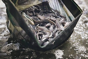 Рыбный деликатес челябинского производства 5 Рыбный деликатес челябинского производства 5