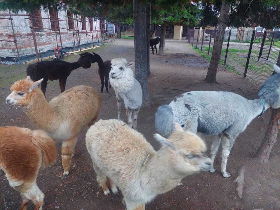 Кремль, варенье из шишек, SPA-комплекс, сувениры из шерсти альпаки, фольклор и заброшки 19 Кремль, варенье из шишек, SPA-комплекс, сувениры из шерсти альпаки, фольклор и заброшки 19