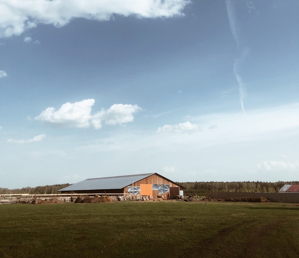 Ферму счастливых коров продают в Челябинской области: причина
1 Ферму счастливых коров продают в Челябинской области: причина
1