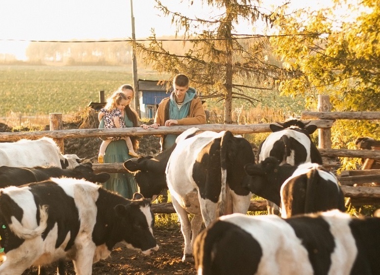 Ферму счастливых коров продают в Челябинской области: причина
2 Ферму счастливых коров продают в Челябинской области: причина
2