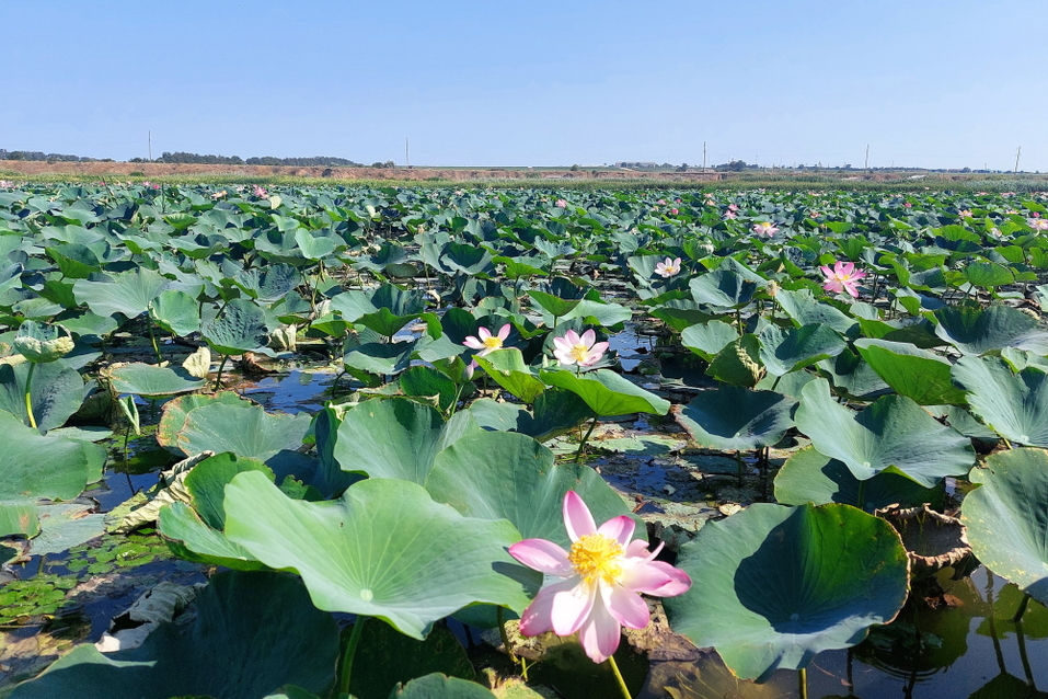 Песчаные пляжи, античность, этнопарк казаков, лотосы и лечебные грязи — это все Тамань 21 Песчаные пляжи, античность, этнопарк казаков, лотосы и лечебные грязи — это все Тамань 21