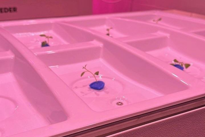 Уральская компания разработала оборудование для круглогодичного выращивания картофеля 1 Уральская компания разработала оборудование для круглогодичного выращивания картофеля 1