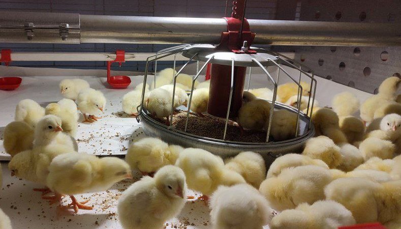 Светлана Черепухина: «Мы готовы выпускать не только аграриев, но и преподавателей» 4 Светлана Черепухина: «Мы готовы выпускать не только аграриев, но и преподавателей» 4