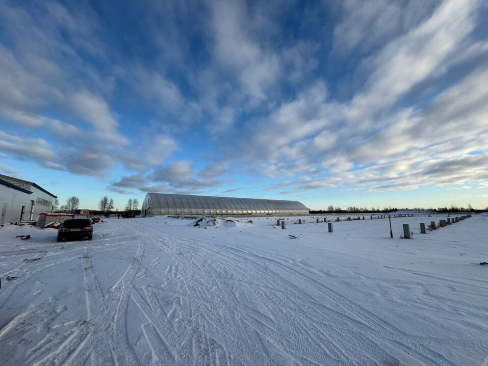 Тюменский лесовосстановитель к 8 Марта выведет на рынок 50 тысяч тюльпанов 1 Тюменский лесовосстановитель к 8 Марта выведет на рынок 50 тысяч тюльпанов 1