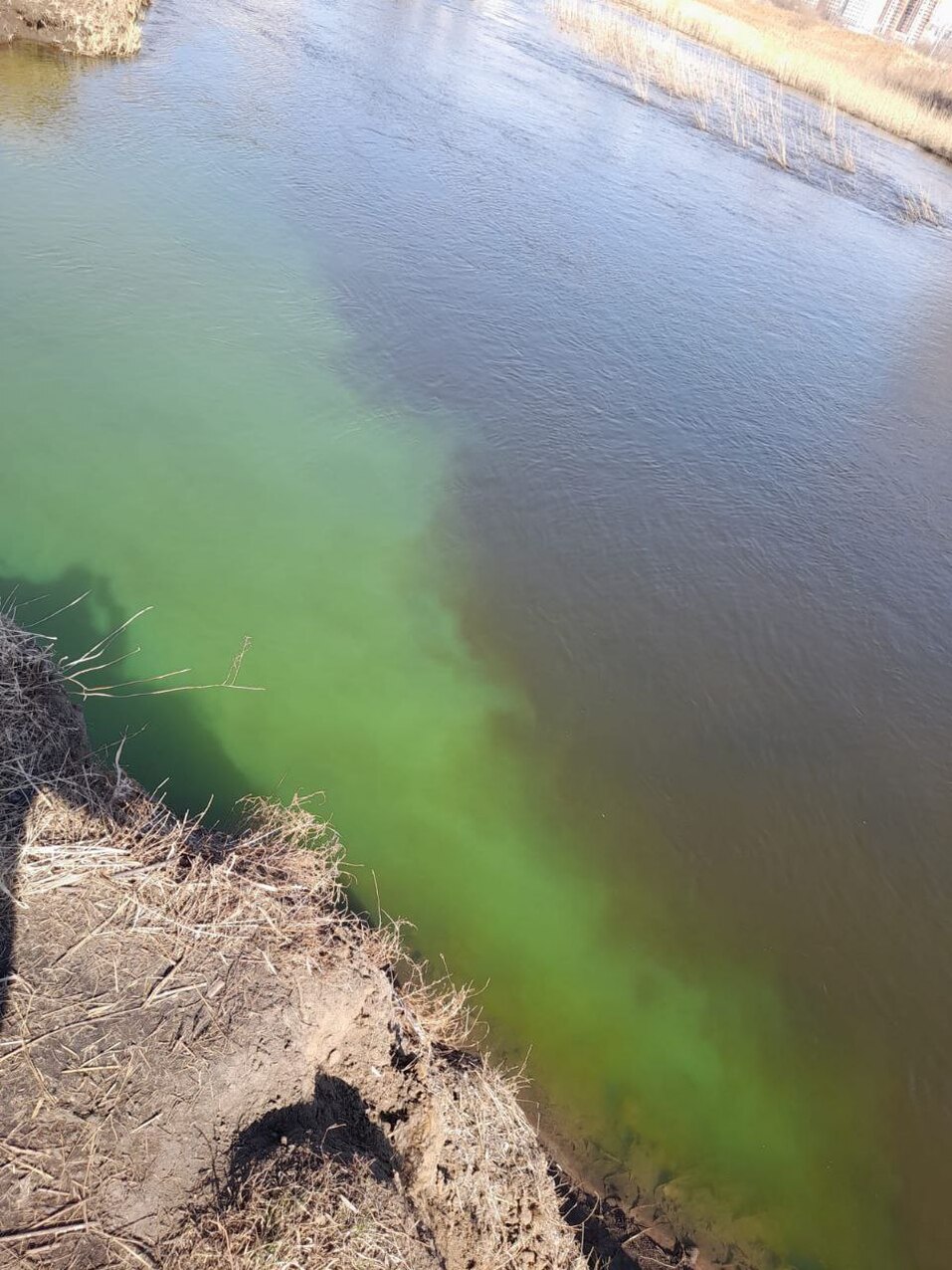 Экологи назвали причину зеленого цвета воды в реке Миасс в Челябинске 1 Экологи назвали причину зеленого цвета воды в реке Миасс в Челябинске 1