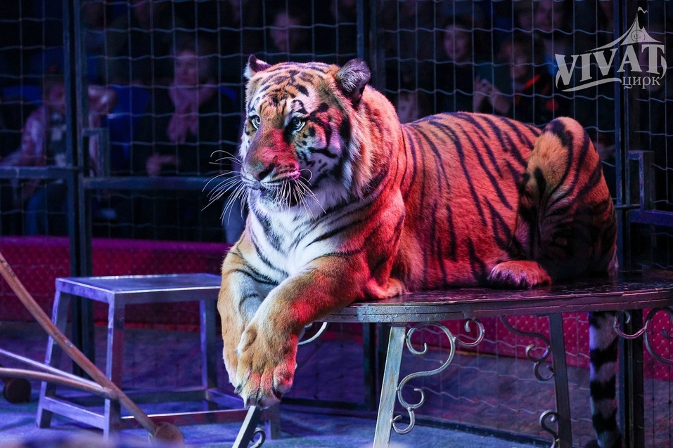 Куда пойти в выходные 26 и 27 апреля в Челябинске. Наша афиша 2 Куда пойти в выходные 26 и 27 апреля в Челябинске. Наша афиша 2