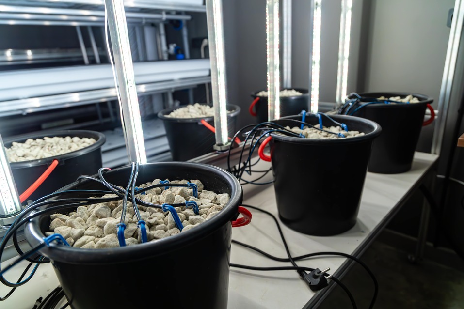 «Выращивать то, что можно конвертировать в деньги» 9 «Выращивать то, что можно конвертировать в деньги» 9