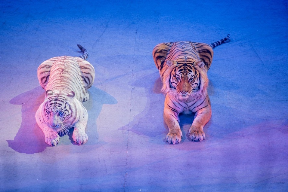 Спортивные турниры, концерт или спектакль: куда пойти 28 и 29 июня в Челябинске
3 Спортивные турниры, концерт или спектакль: куда пойти 28 и 29 июня в Челябинске
3