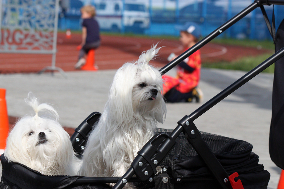 Как в Екатеринбурге в третий раз прошел фестиваль спорта IronStar: фоторепортаж 23 Как в Екатеринбурге в третий раз прошел фестиваль спорта IronStar: фоторепортаж 23