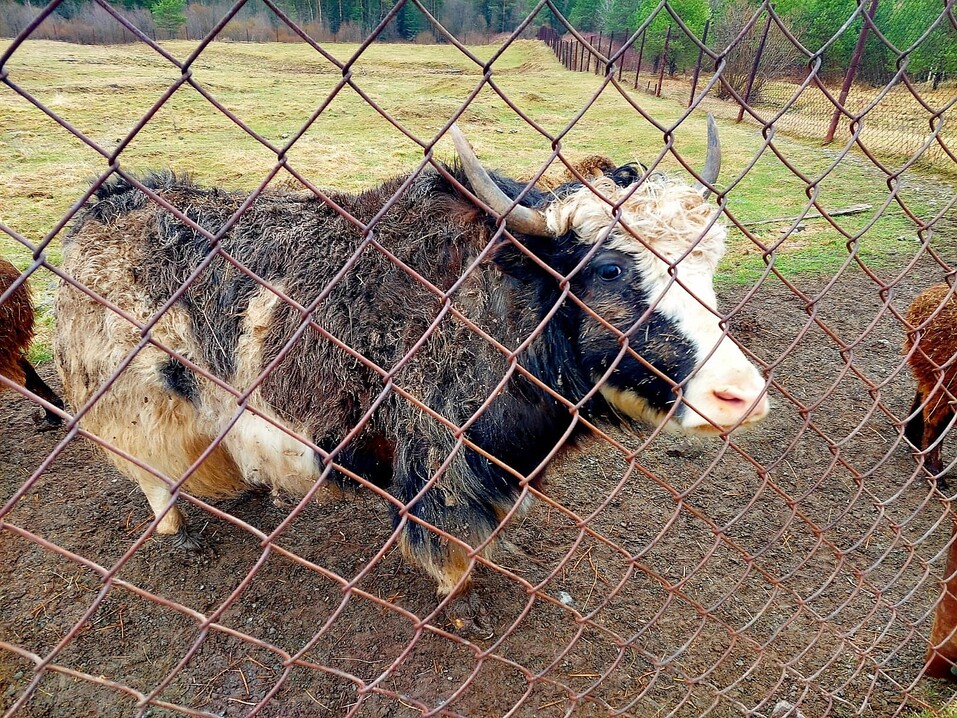 «Гора Белая» — якорный туристский объект Свердловской области. Что здесь показывают гостям 1 «Гора Белая» — якорный туристский объект Свердловской области. Что здесь показывают гостям 1