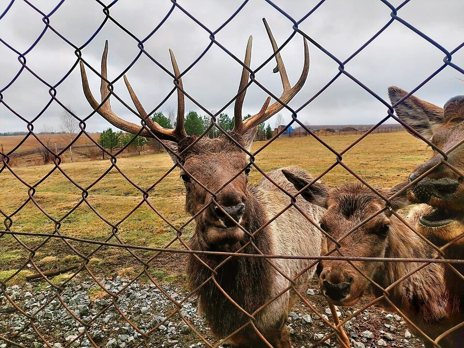 «Гора Белая» — якорный туристский объект Свердловской области. Что здесь показывают гостям 2 «Гора Белая» — якорный туристский объект Свердловской области. Что здесь показывают гостям 2