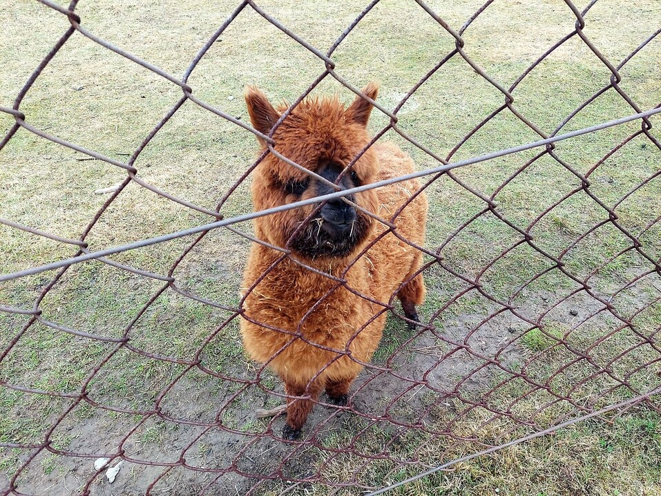 «Гора Белая» — якорный туристский объект Свердловской области. Что здесь показывают гостям 3 «Гора Белая» — якорный туристский объект Свердловской области. Что здесь показывают гостям 3