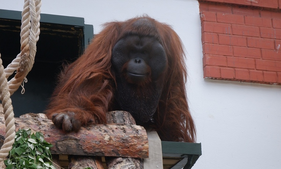 Екатеринбургскому зоопарку 95 лет: по каким законам живет звериная мини-вселенная 3 Екатеринбургскому зоопарку 95 лет: по каким законам живет звериная мини-вселенная 3