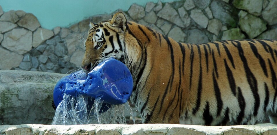 Екатеринбургскому зоопарку 95 лет: по каким законам живет звериная мини-вселенная 4 Екатеринбургскому зоопарку 95 лет: по каким законам живет звериная мини-вселенная 4