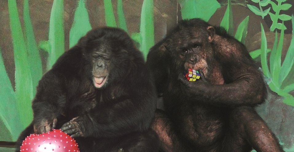 Екатеринбургскому зоопарку 95 лет: по каким законам живет звериная мини-вселенная 6 Екатеринбургскому зоопарку 95 лет: по каким законам живет звериная мини-вселенная 6