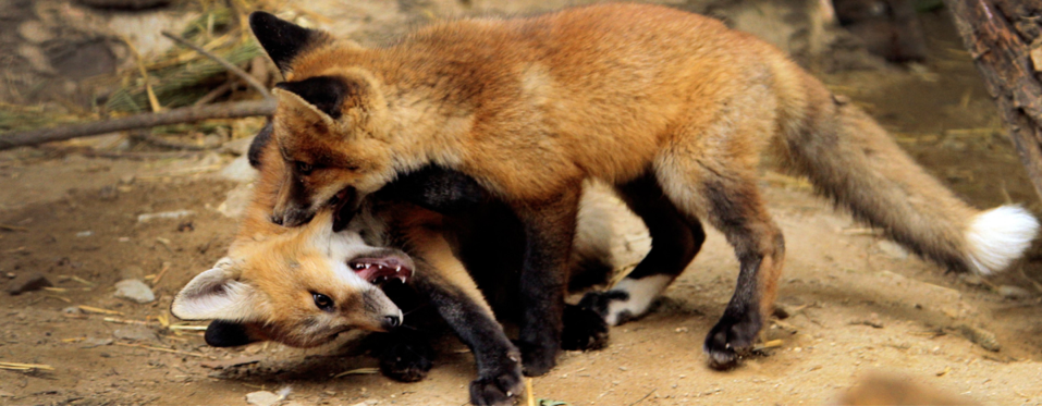 Екатеринбургскому зоопарку 95 лет: по каким законам живет звериная мини-вселенная 7 Екатеринбургскому зоопарку 95 лет: по каким законам живет звериная мини-вселенная 7