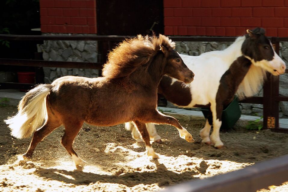 Екатеринбургскому зоопарку 95 лет: по каким законам живет звериная мини-вселенная 8 Екатеринбургскому зоопарку 95 лет: по каким законам живет звериная мини-вселенная 8
