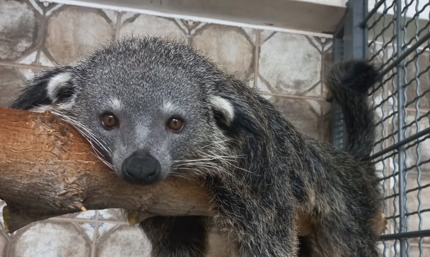 Екатеринбургскому зоопарку 95 лет: по каким законам живет звериная мини-вселенная 2 Екатеринбургскому зоопарку 95 лет: по каким законам живет звериная мини-вселенная 2