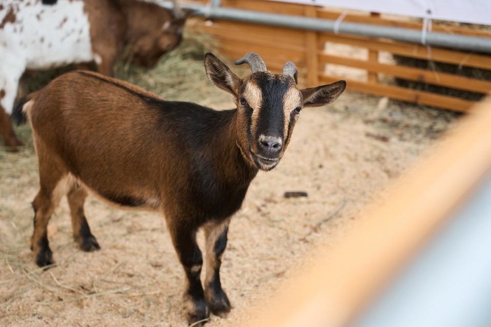 «АГРО-2025» в Челябинске: техника, продукты и решения для АПК
1 «АГРО-2025» в Челябинске: техника, продукты и решения для АПК
1