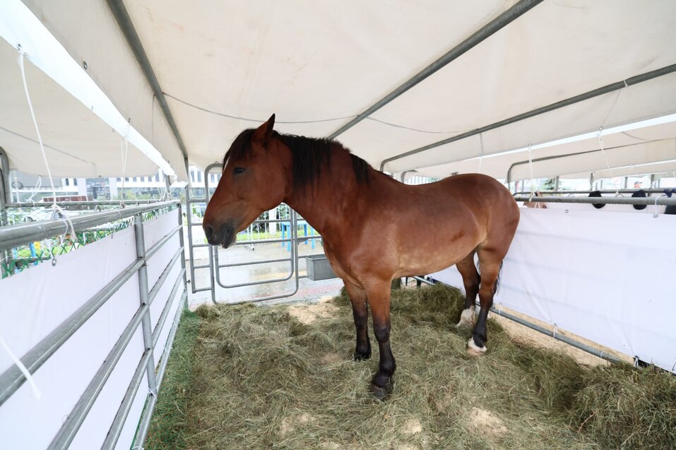 Сельскохозяйственная выставка «АГРО-2025» открылась в Челябинске 4 Сельскохозяйственная выставка «АГРО-2025» открылась в Челябинске 4