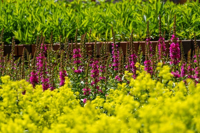 Заглядываем на стройплощадку самого амбициозного ЖК в Екатеринбурге: каким он будет 4 Заглядываем на стройплощадку самого амбициозного ЖК в Екатеринбурге: каким он будет 4