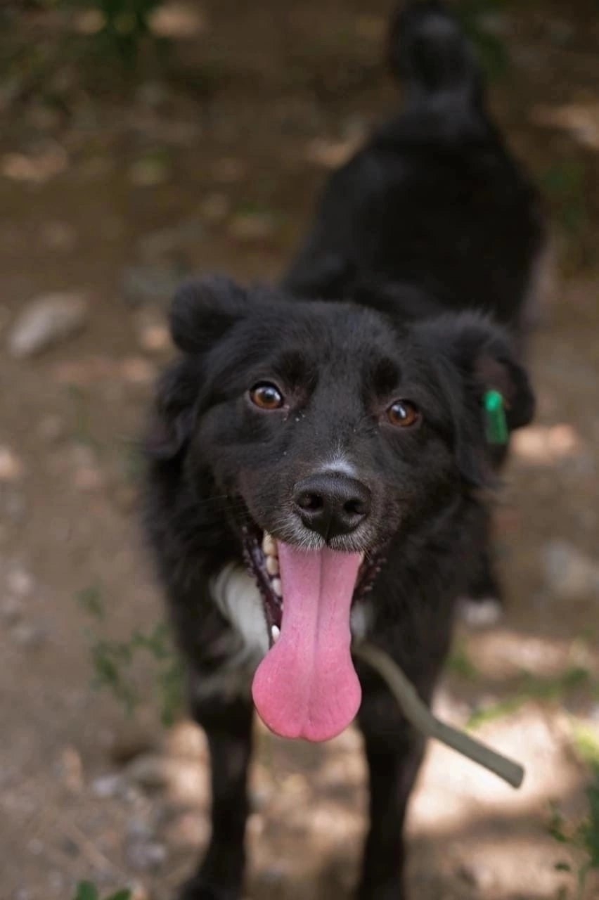 Иллюстрация: vk.com/mypes_krsk Иллюстрация: vk.com/mypes_krsk