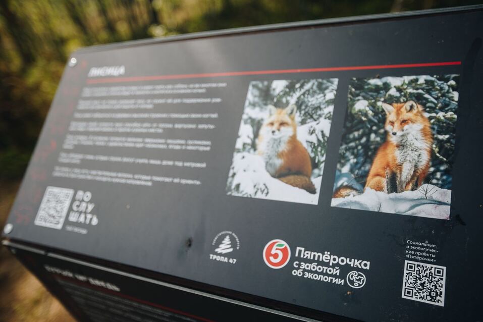 «Пятёрочка» профинансировала новую экологическую тропу в Мяглово 1 «Пятёрочка» профинансировала новую экологическую тропу в Мяглово 1