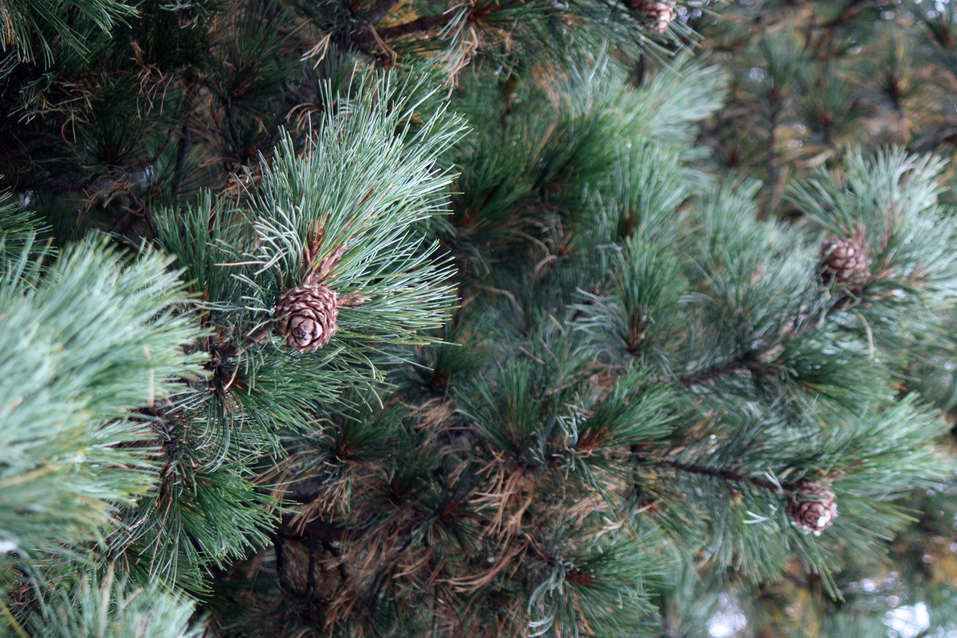 Как живет город у крупнейшего в России месторождения ванадия — Качканарского ГОКа 32 Как живет город у крупнейшего в России месторождения ванадия — Качканарского ГОКа 32