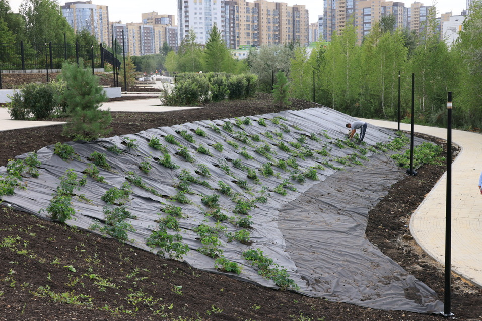 Сменит ли Челябинск серые заборы на живые изгороди? 4 Сменит ли Челябинск серые заборы на живые изгороди? 4
