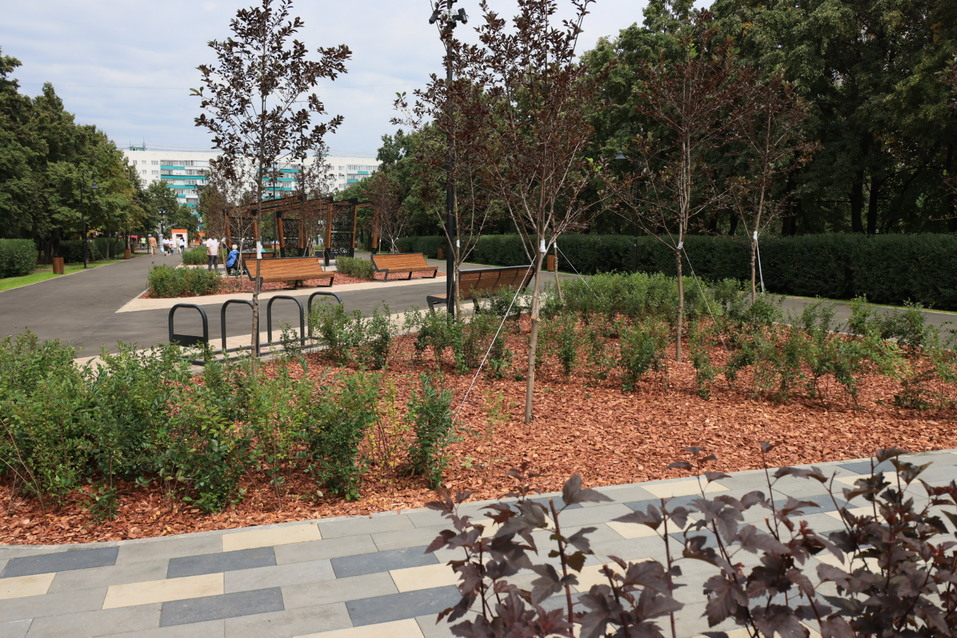 Сменит ли Челябинск серые заборы на живые изгороди? 5 Сменит ли Челябинск серые заборы на живые изгороди? 5