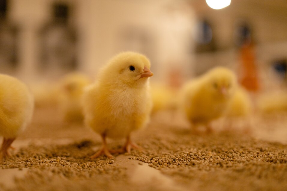 Фото: «Русское поле» Фото: «Русское поле»