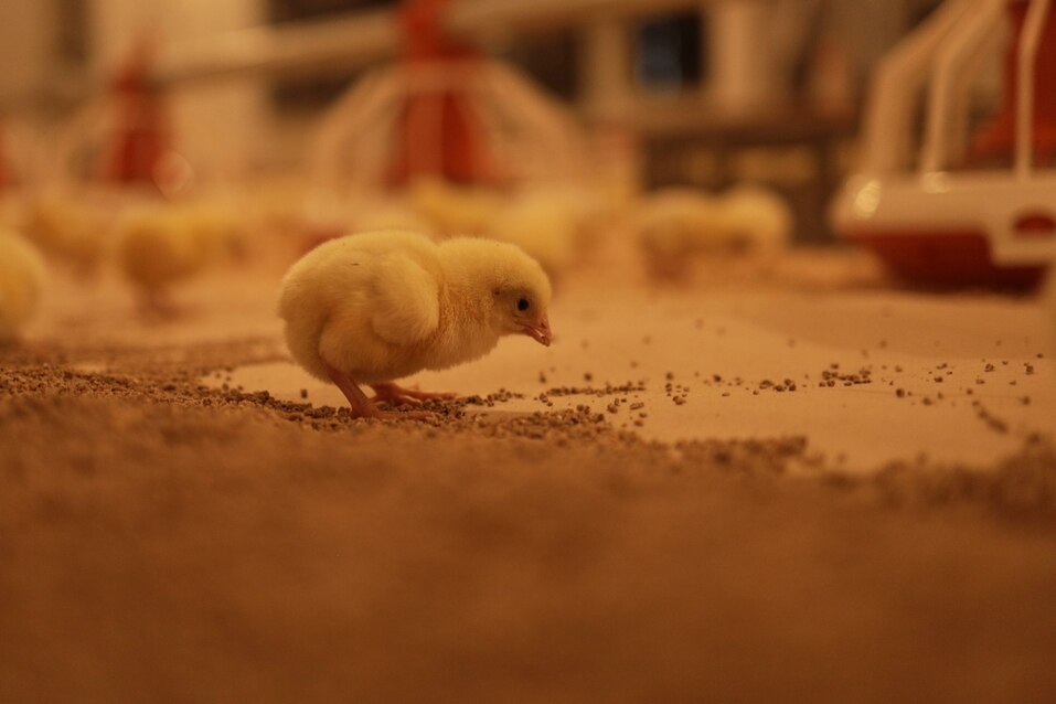 «Русское поле» «Русское поле»