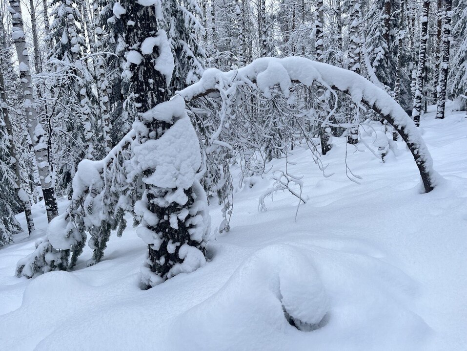 Заснеженные леса для активного отдыха в январе 2026 года Заснеженные леса для активного отдыха в январе 2026 года