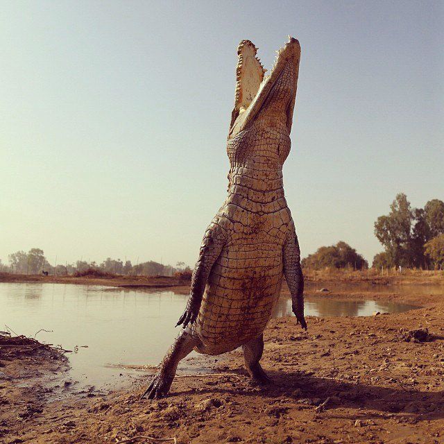 Ирина Абрамова о том, чем Африка может быть интересна российским бизнесменам 13 Ирина Абрамова о том, чем Африка может быть интересна российским бизнесменам 13