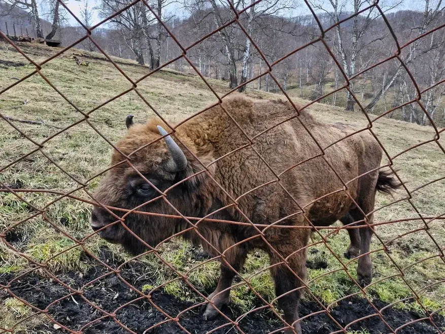 Горы, дикая природа, местная кухня, СПА и экскурсии. Как отдохнуть на Алтае на пять звезд 21 Горы, дикая природа, местная кухня, СПА и экскурсии. Как отдохнуть на Алтае на пять звезд 21