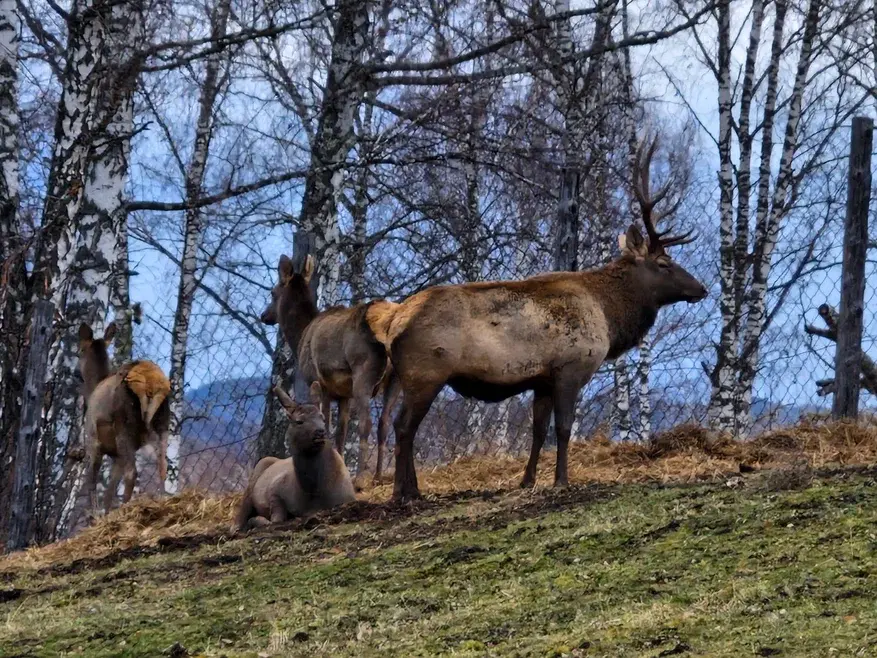 Горы, дикая природа, местная кухня, СПА и экскурсии. Как отдохнуть на Алтае на пять звезд 22 Горы, дикая природа, местная кухня, СПА и экскурсии. Как отдохнуть на Алтае на пять звезд 22
