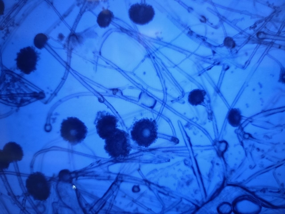 Первую в стране установку для обеззараживания зерна создали в Челябинске 1 Первую в стране установку для обеззараживания зерна создали в Челябинске 1