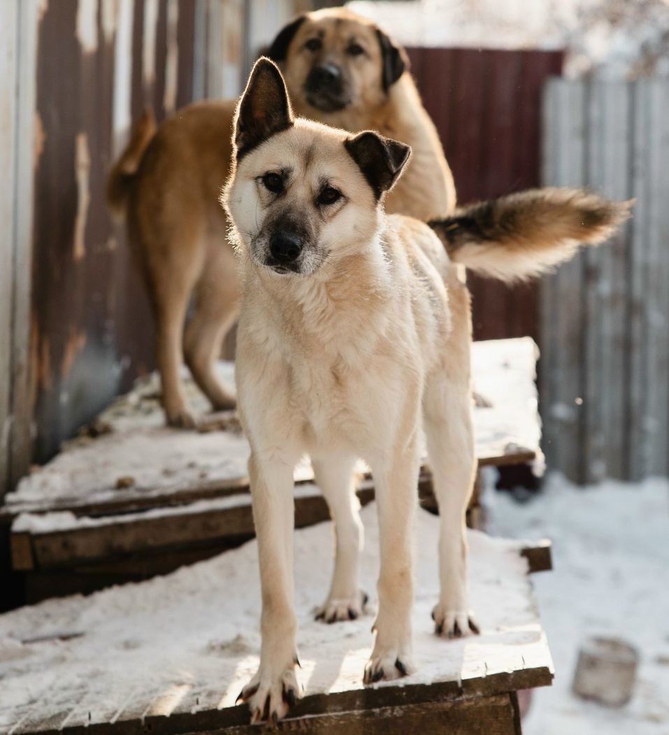 Иллюстрация: vk.ru/smertniki_bereg_krsk Иллюстрация: vk.ru/smertniki_bereg_krsk