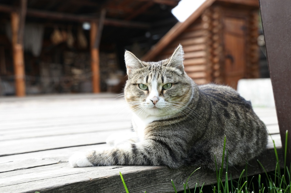 Иллюстрация: vk.com/astafiev_memorial Иллюстрация: vk.com/astafiev_memorial