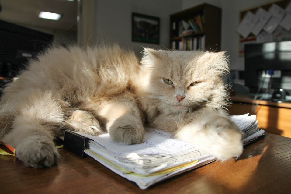 Иллюстрация: vk.com/usadbasurikova Иллюстрация: vk.com/usadbasurikova