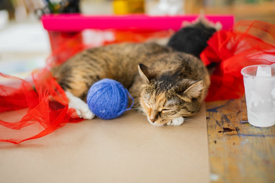 Иллюстрация: vk.com/pozdeevka Иллюстрация: vk.com/pozdeevka