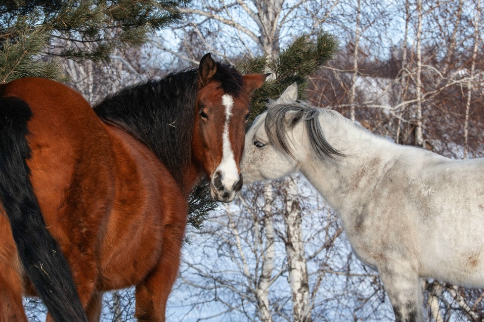 Иллюстрация: vk.com/blagodat_horse Иллюстрация: vk.com/blagodat_horse