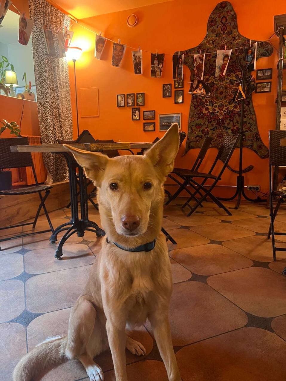 Иллюстрация: соцсети «Пачамама» Иллюстрация: соцсети «Пачамама»