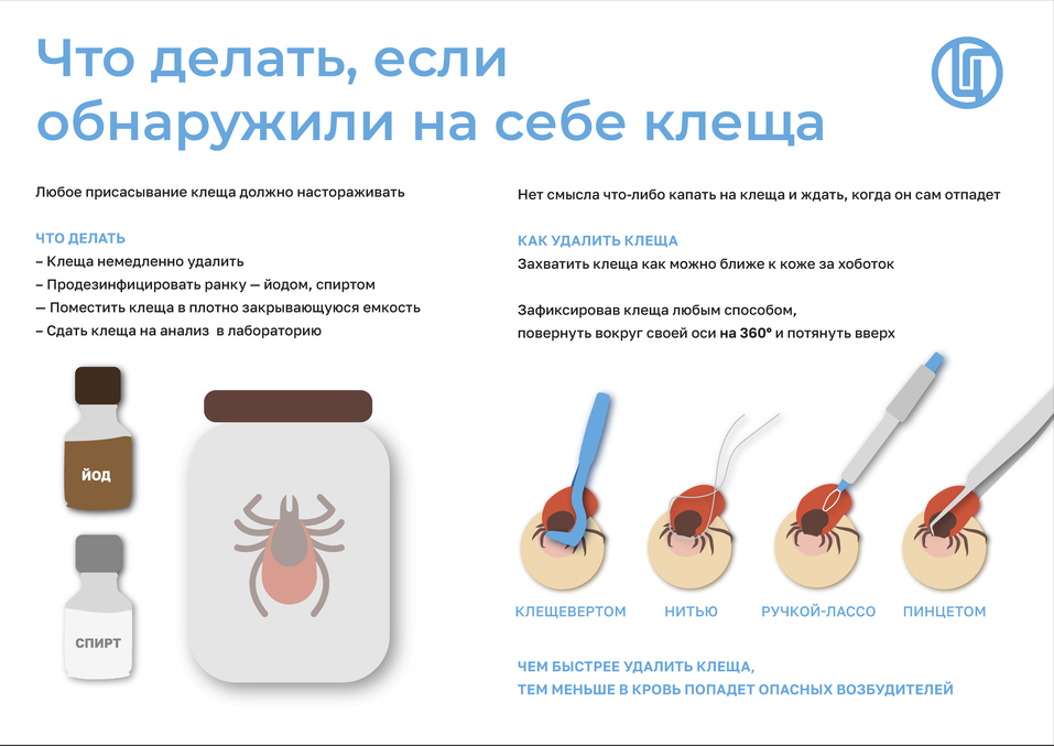 Около тысячи жителей Тюменской области обратились к медикам из-за укуса клеща 1 Около тысячи жителей Тюменской области обратились к медикам из-за укуса клеща 1