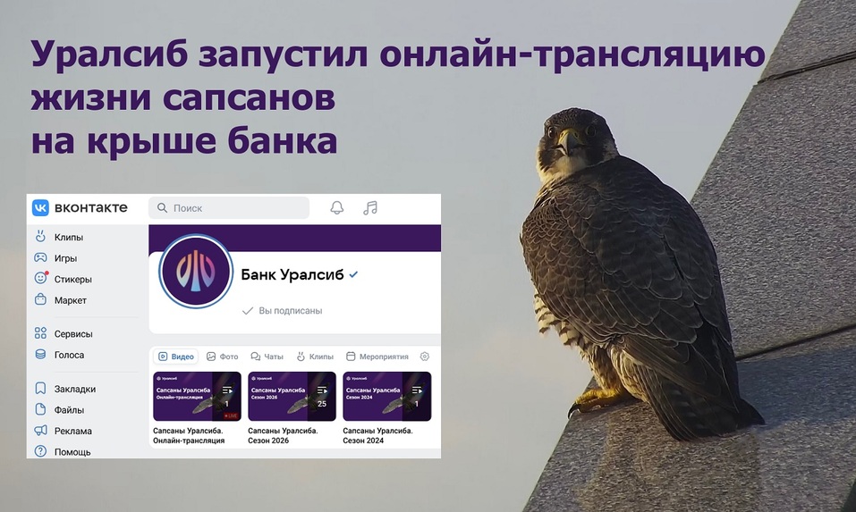 Уралсиб запустил онлайн-трансляцию жизни сапсанов на крыше банка 1 Уралсиб запустил онлайн-трансляцию жизни сапсанов на крыше банка 1