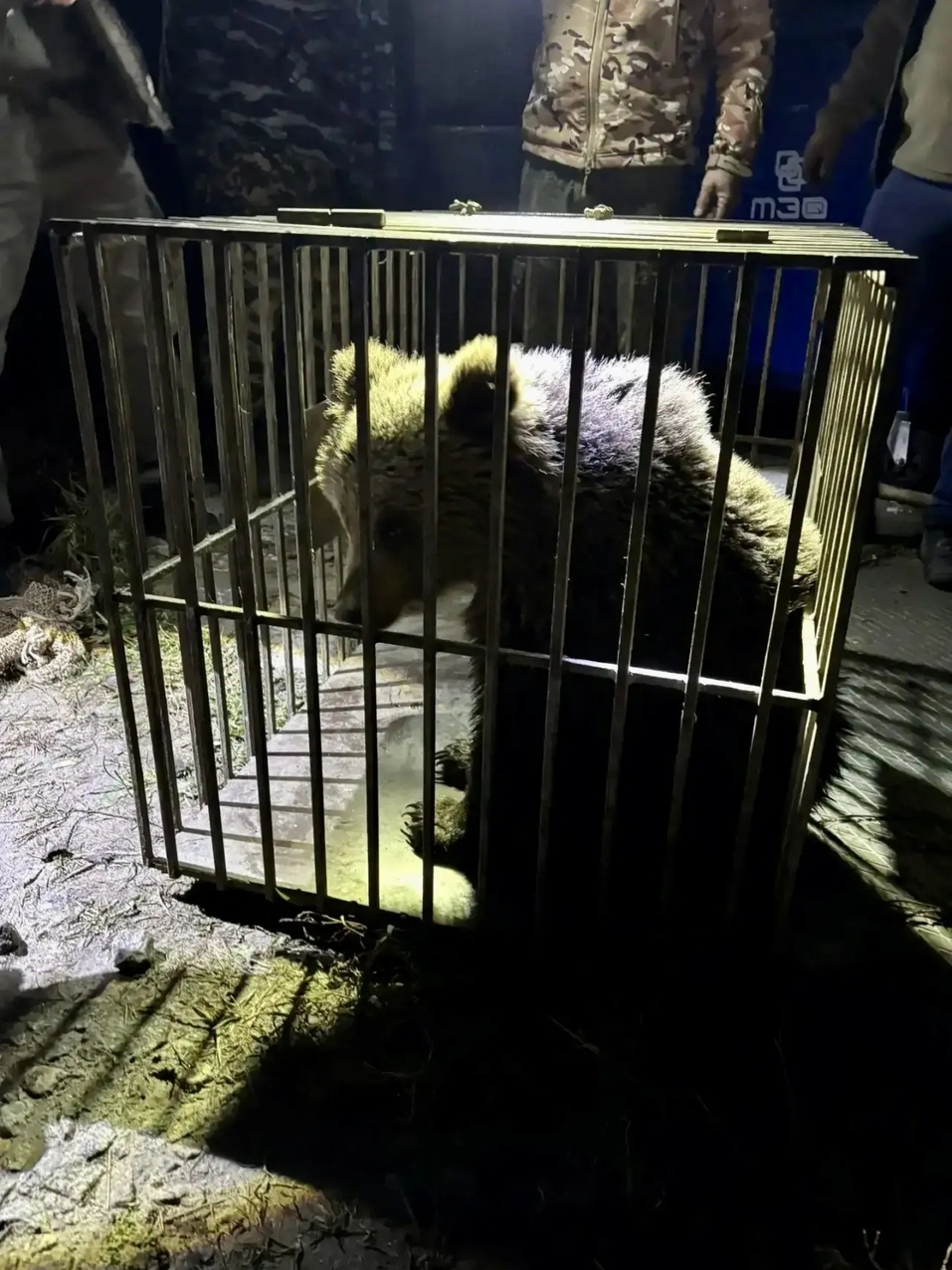 Жителей Тюменской области призвали не ходить в леса из-за медведей 1 Жителей Тюменской области призвали не ходить в леса из-за медведей 1