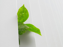 Как бизнес Екатеринбурга переходит на «зеленую сторону»?