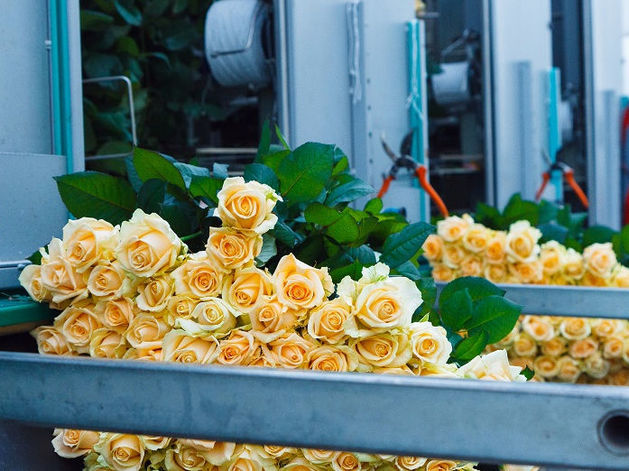 Сколько стоит миллион роз? Изнанка крупнейшего на Урале производства цветов