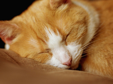 В любой непонятной ситуации — спи. Как кошачья философия может облегчить вам жизнь